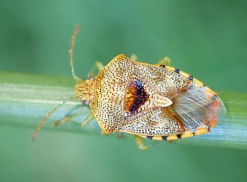 Réf. 237 559 : Elasmucha grisea